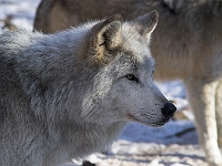 Arctic Wolf 074